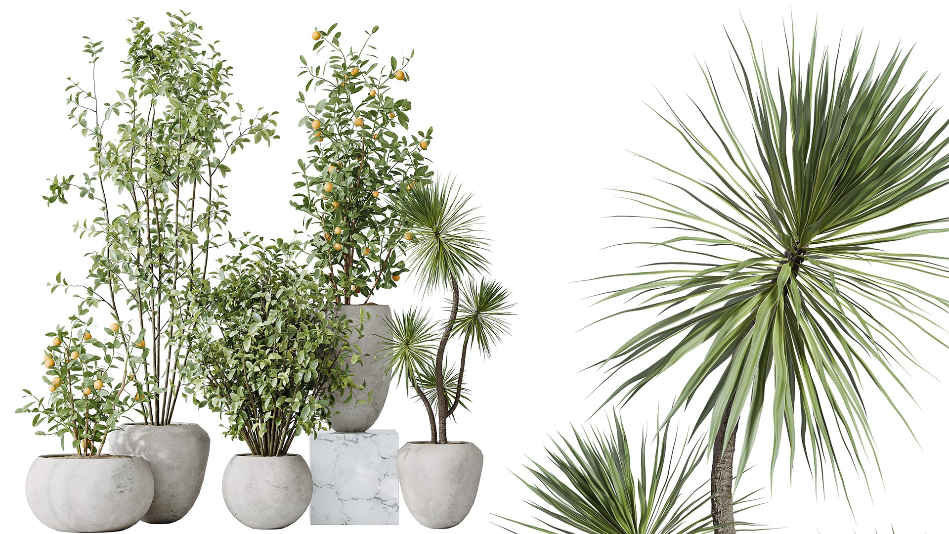AV Indoor plants set 132 Bonsai China Orange Tree and Beech Olea Europaea Olive and Aloifolia Rostra 3D model https://p.turbosquid.com/ts-thumb/nj/mDbM3B/r1/02/png/1733293261/1920x1080/fit_q87/a5c943a705758e5c4b6d6449a2bbac02250f7699/02.jpg