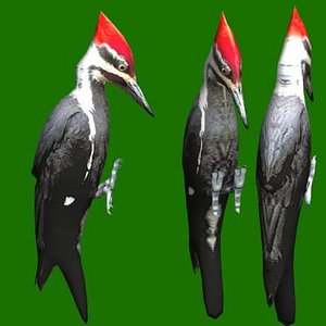 pileated woodpecker