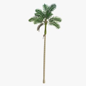 florida royal palm tree 3d obj
