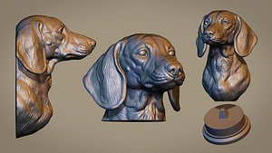 Dachshund dog head 3D model