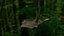 Flying squirrel low poly