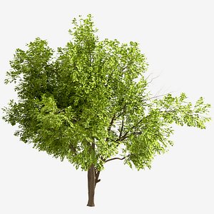 Set of Robinia Pseudoacacia or Black Locust Trees - 2 Trees