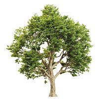 Acer sinense tree 569