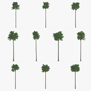 Flooded Gum Tree Collection