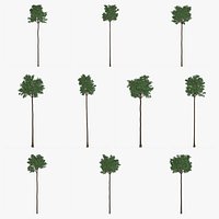 Flooded Gum Tree Collection
