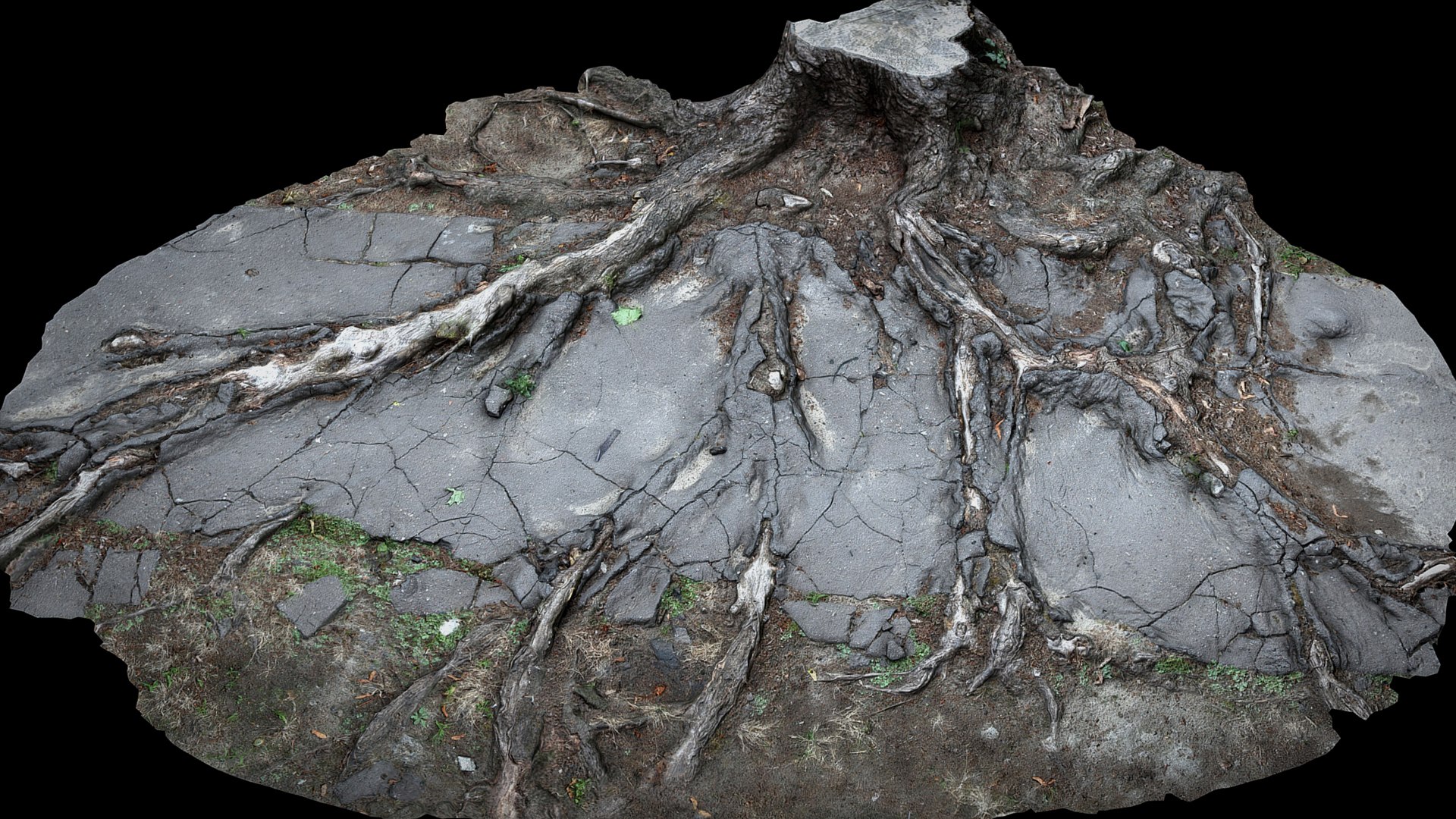 3D Asphalt Damaged Road Tree Roots Part11 Photogrammetry - TurboSquid ...