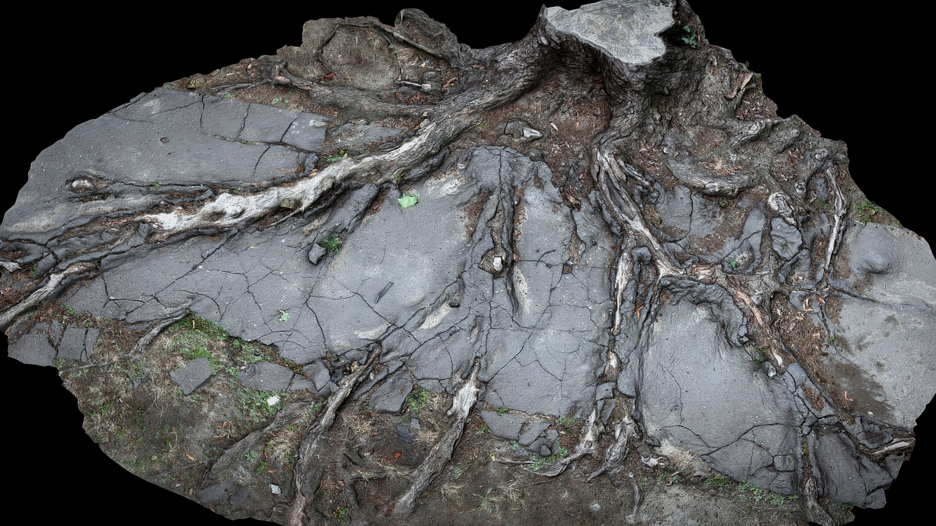 3D Asphalt Damaged Road Tree Roots Part11 Photogrammetry - TurboSquid ...