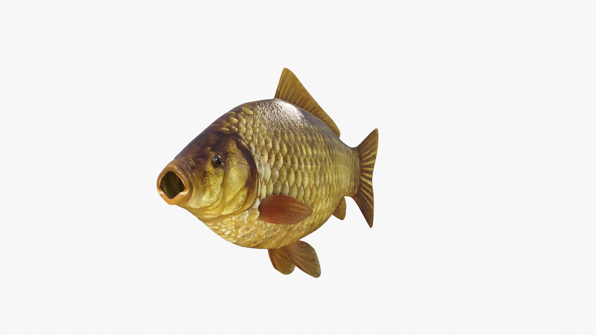 Crucian Carp 3D - TurboSquid 1734837