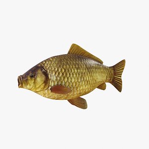 Crucian Carp