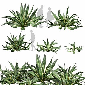Collection plant vol 596 - Huge - Aloe - Vera - shurb - 3Ds max - Blender model