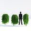Larix Kaempferi Stiff Weeper