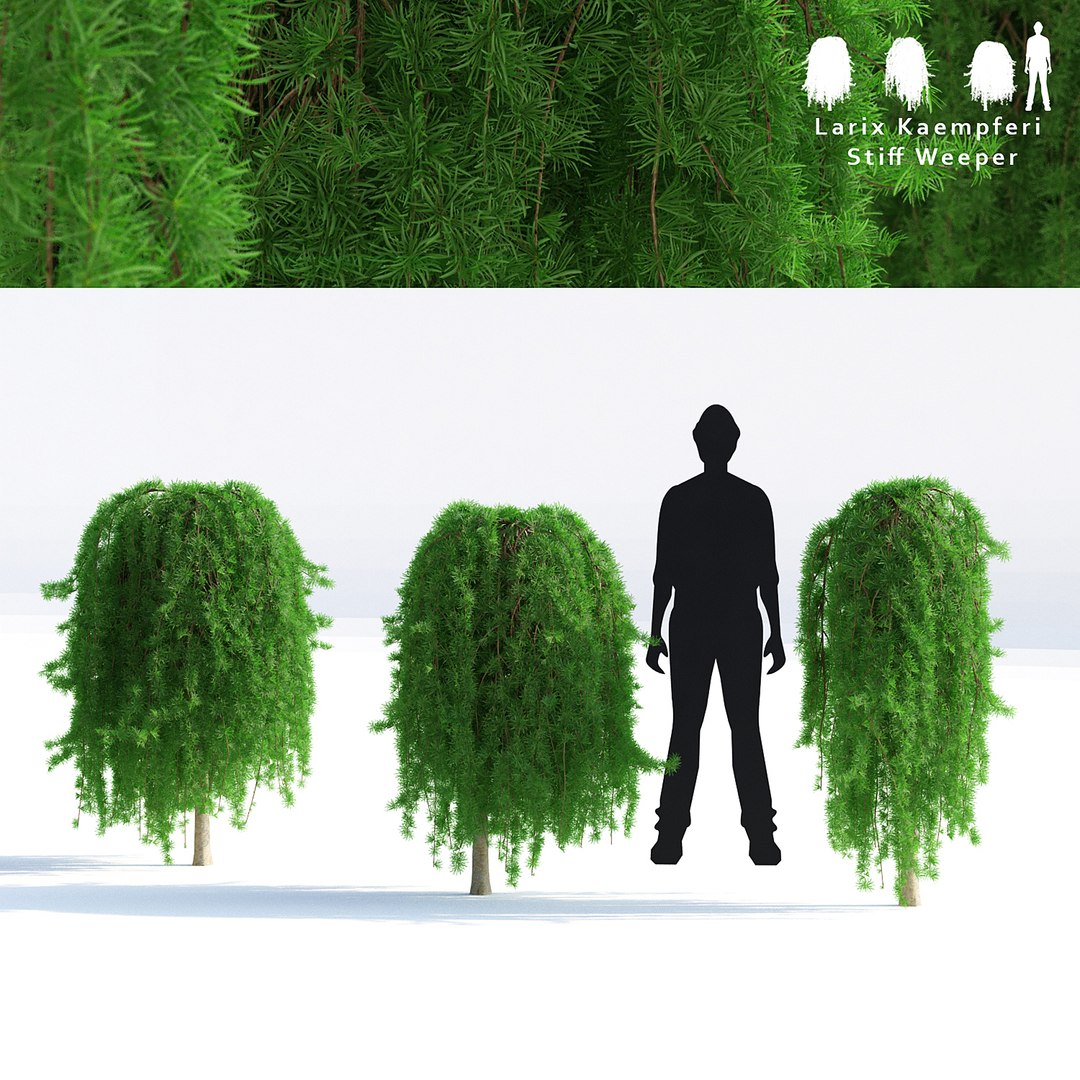 Larix Kaempferi Stiff Weeper 3D https://p.turbosquid.com/ts-thumb/nk/ZNuyWz/Zd/larix_preview_1/jpg/1666464771/1920x1080/fit_q87/42ffaf3a044a6fd920c0a4bd87e142bc2aae8695/larix_preview_1.jpg