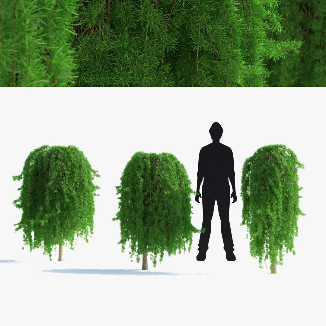 Larix Kaempferi Stiff Weeper 3D https://p.turbosquid.com/ts-thumb/nk/ZNuyWz/ct/larix_k_view_1_247/jpg/1666464758/1920x1080/fit_q87/a4f583b68357420777b7a54ec81a5bb92b955324/larix_k_view_1_247.jpg