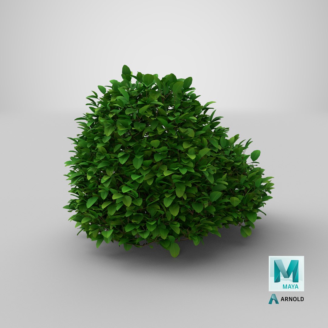 Cartoon Bush 16 3D https://p.turbosquid.com/ts-thumb/nk/aSihEA/Hh/stemcell_maya_arnold_render/png/1660221067/1920x1080/fit_q87/e6af64836f950348b87b75448bd956d09f2b6f44/stemcell_maya_arnold_render.jpg
