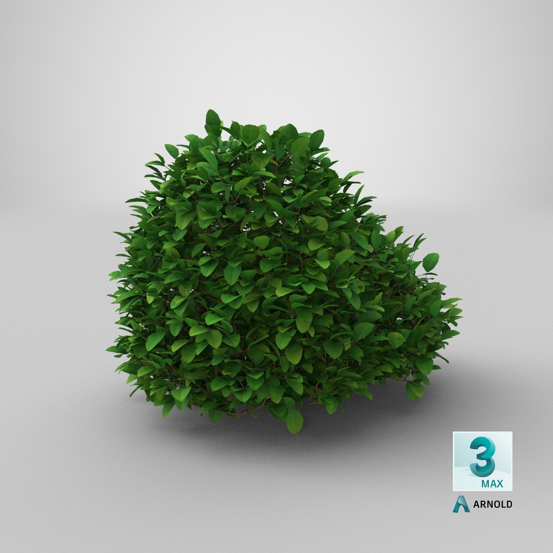 Cartoon Bush 16 3D https://p.turbosquid.com/ts-thumb/nk/aSihEA/uf/stemcell_max_arnold_render/png/1660221061/1920x1080/fit_q87/d94caf8aefd0b69a954b72b61207b793ba128cf1/stemcell_max_arnold_render.jpg