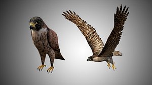 falcon bird 3D model