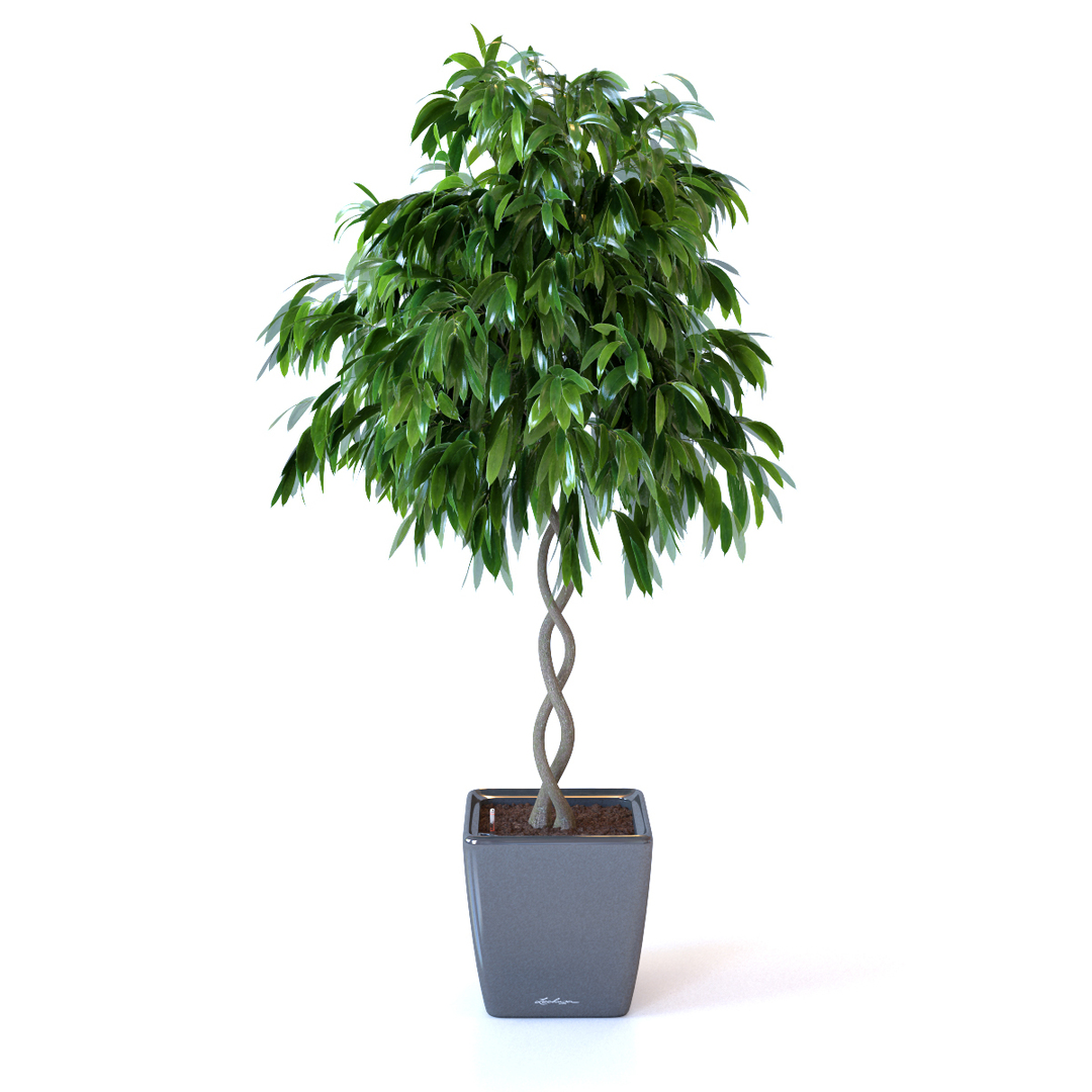 max realistic ficus tree