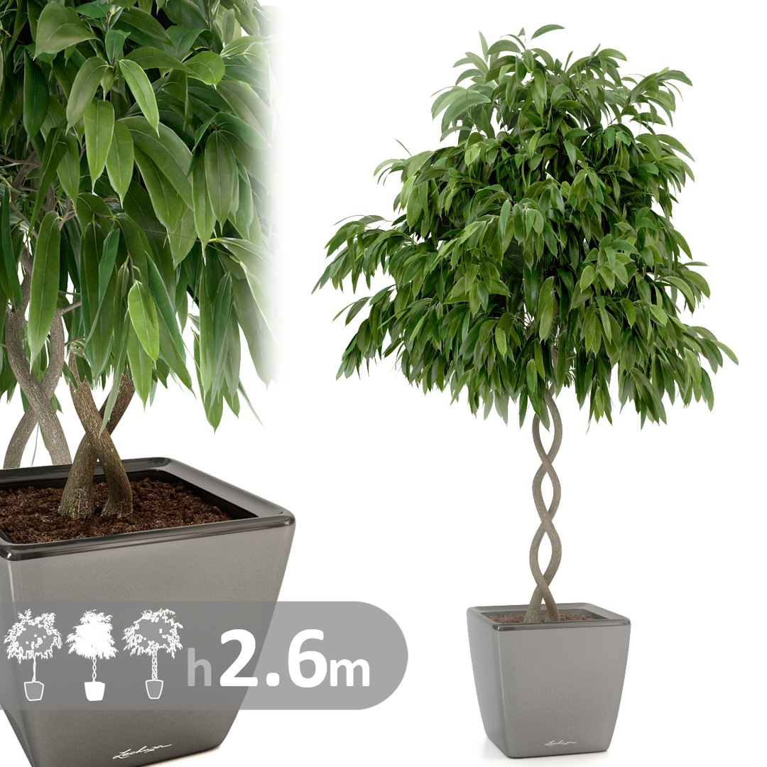 max realistic ficus tree
