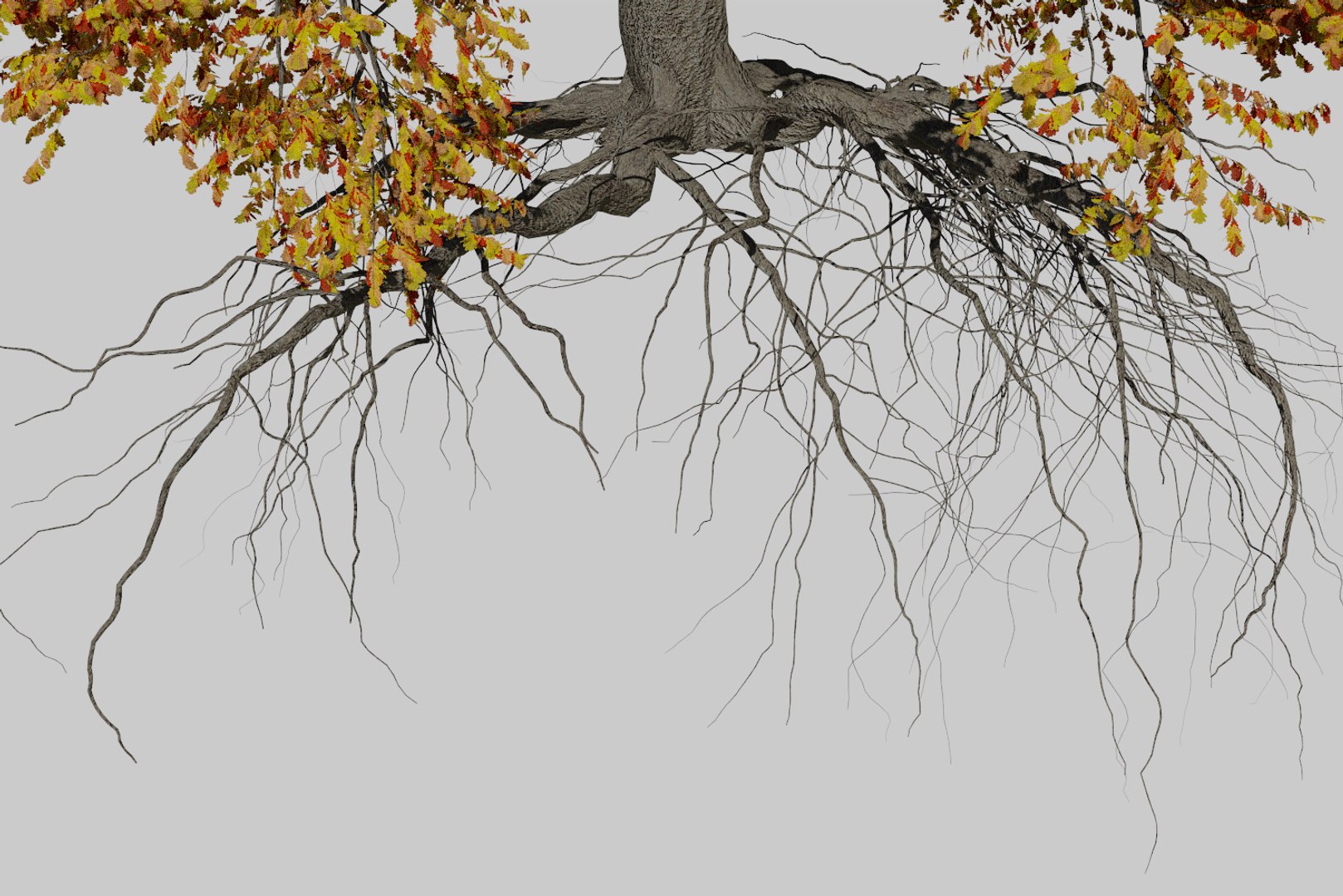 3D Oak Autumn 6 Tree - TurboSquid 1380499