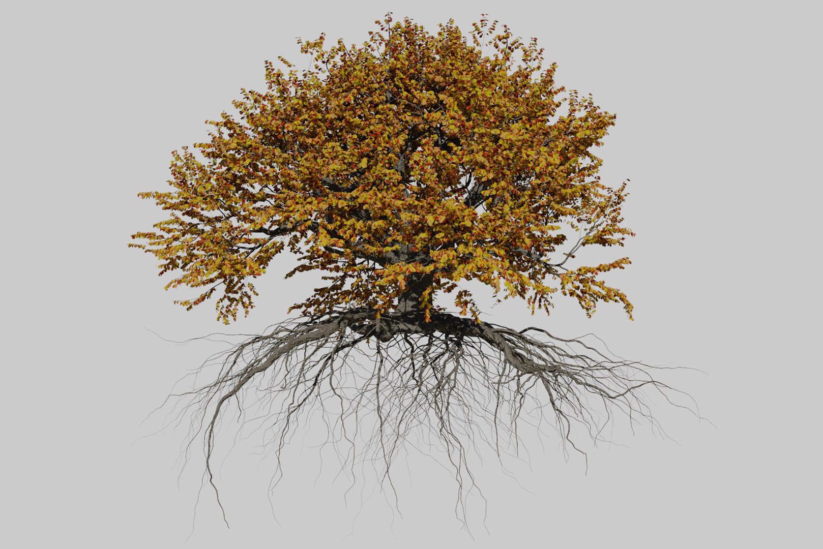 3D Oak Autumn 6 Tree - TurboSquid 1380499