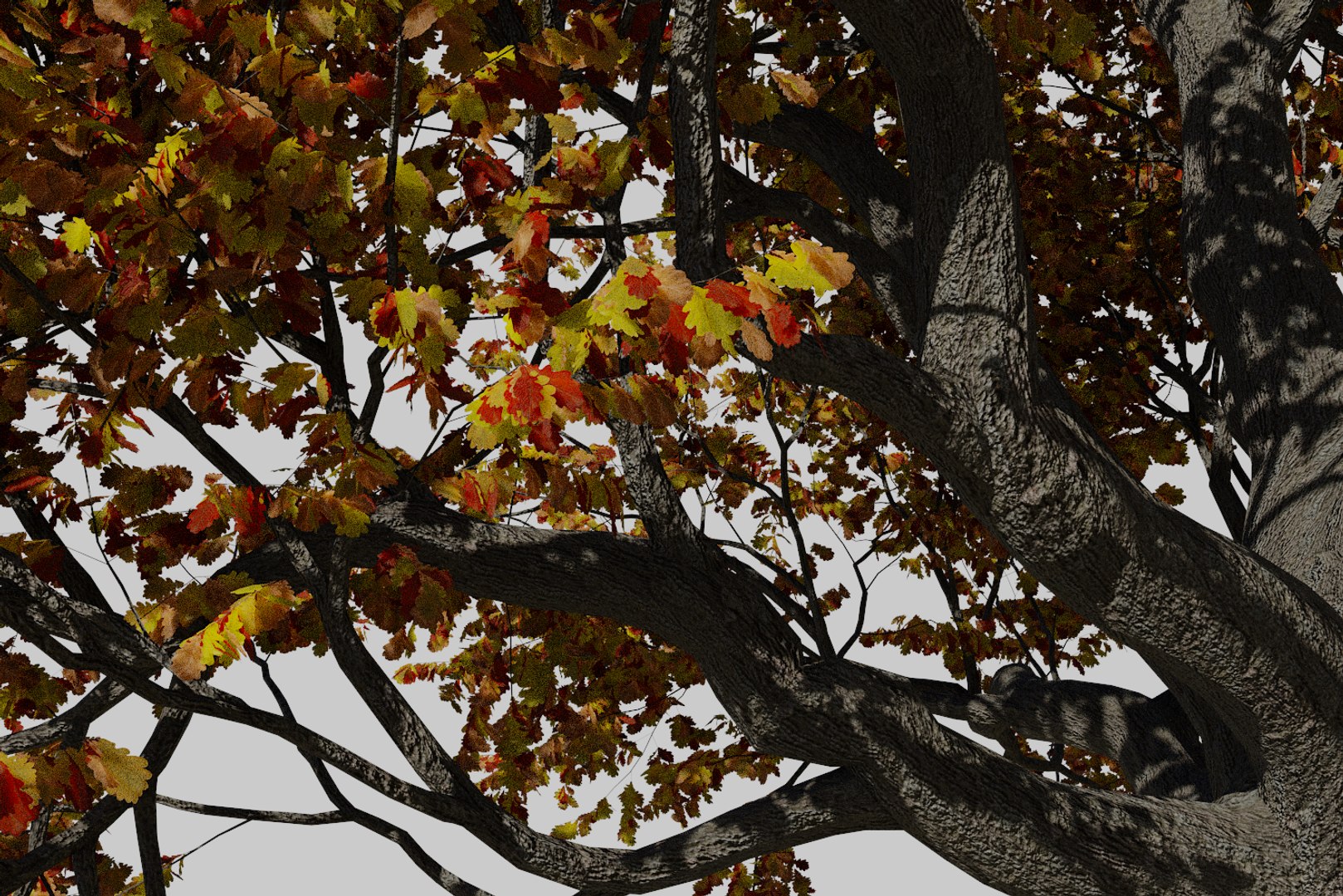 3D Oak Autumn 6 Tree - TurboSquid 1380499