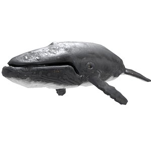 whale animal mammal 3D