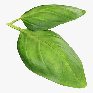 Basil leaves 3D model