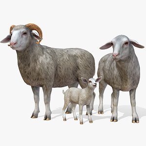 Sheep Family model