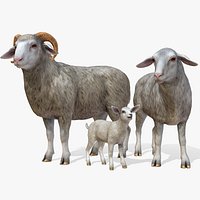 Sheep Family