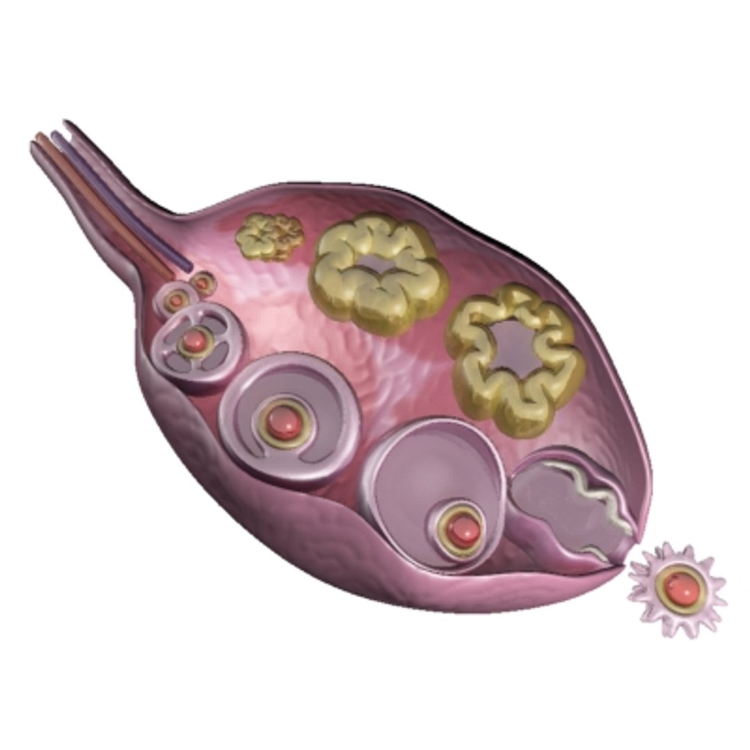 Maya Ovarian Cycle