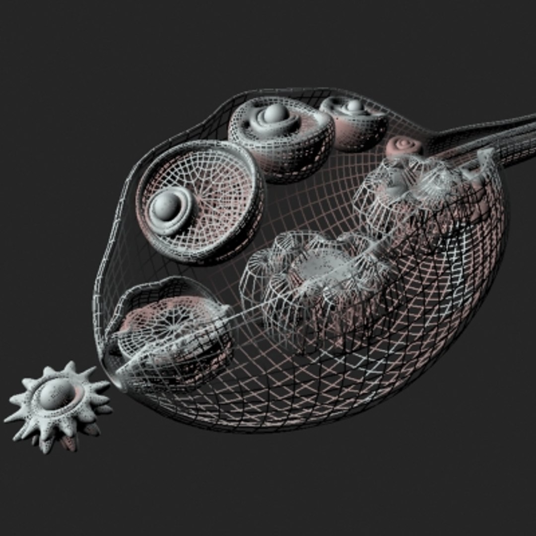 maya ovarian cycle https://p.turbosquid.com/ts-thumb/nl/VJ7gT5/uVIXsk3g/ovariancycle1/jpg/1243510636/1920x1080/fit_q87/c86be811a5955aeb1a915c45773890c95ed06c51/ovariancycle1.jpg