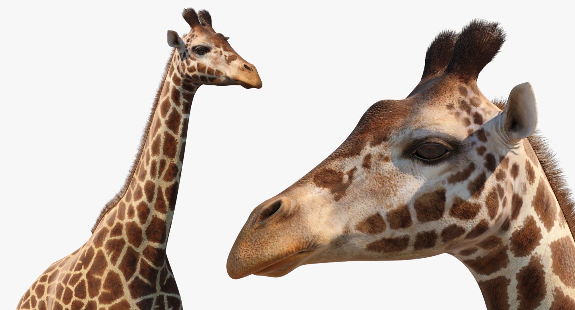 Rigged African Animals Collection 8 for Cinema 4D 3D https://p.turbosquid.com/ts-thumb/nl/WRwt6Q/1k/riggedafricananimalscollection83dmodel069/jpg/1611596379/1920x1080/fit_q87/7e5d6886bfe1869238b3e217745386ff4d1ec38a/riggedafricananimalscollection83dmodel069.jpg