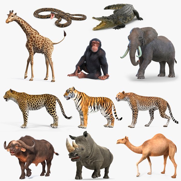 Rigged African Animals Collection 8 for Cinema 4D 3D