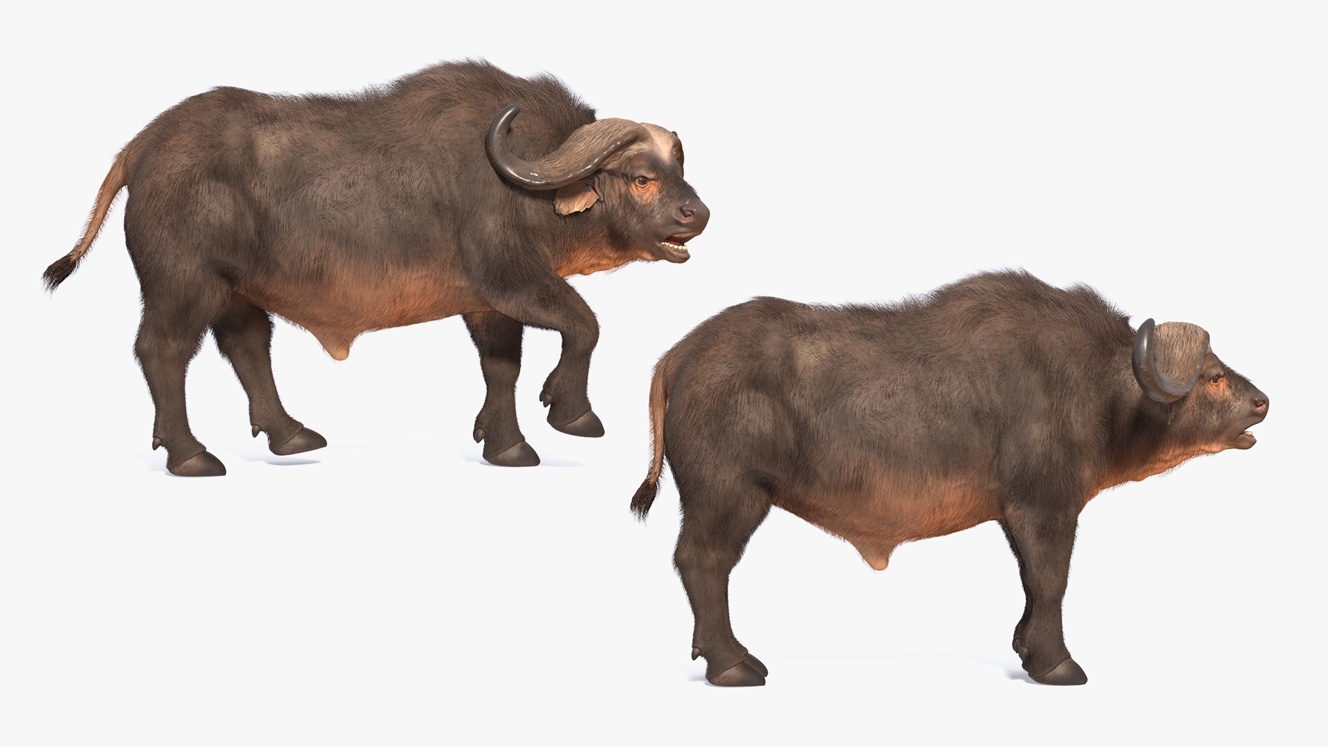 Rigged African Animals Collection 8 for Cinema 4D 3D https://p.turbosquid.com/ts-thumb/nl/WRwt6Q/HV/riggedafricananimalscollection83dmodel036/jpg/1611596352/1920x1080/fit_q87/581b3130562dad9b00054765decfd6081d8a6516/riggedafricananimalscollection83dmodel036.jpg