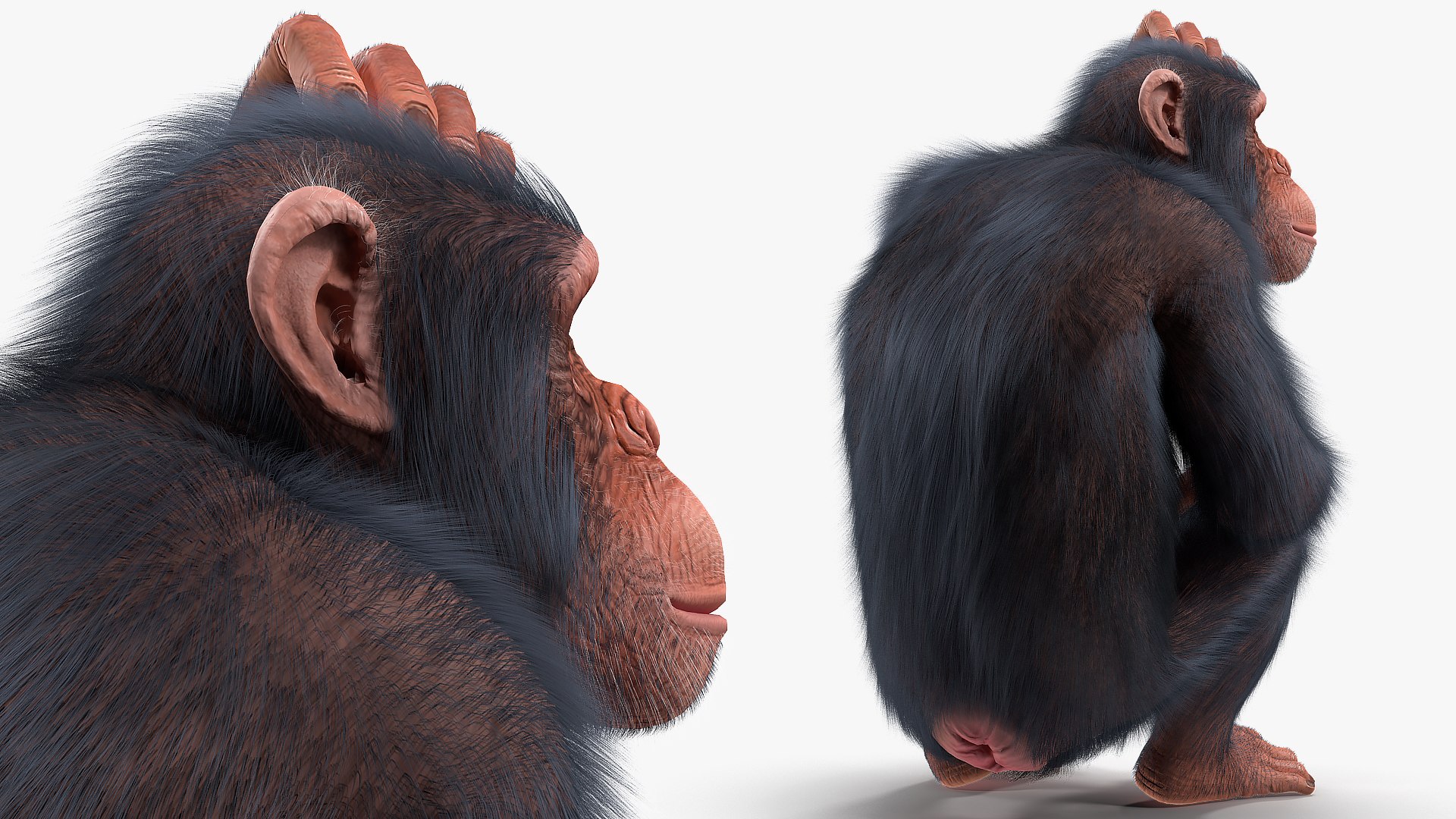Rigged African Animals Collection 8 for Cinema 4D 3D https://p.turbosquid.com/ts-thumb/nl/WRwt6Q/J1/riggedafricananimalscollection83dmodel047/jpg/1611596356/1920x1080/fit_q87/bf97d97a341bb988073fa4a524d3b7b7b52696ed/riggedafricananimalscollection83dmodel047.jpg