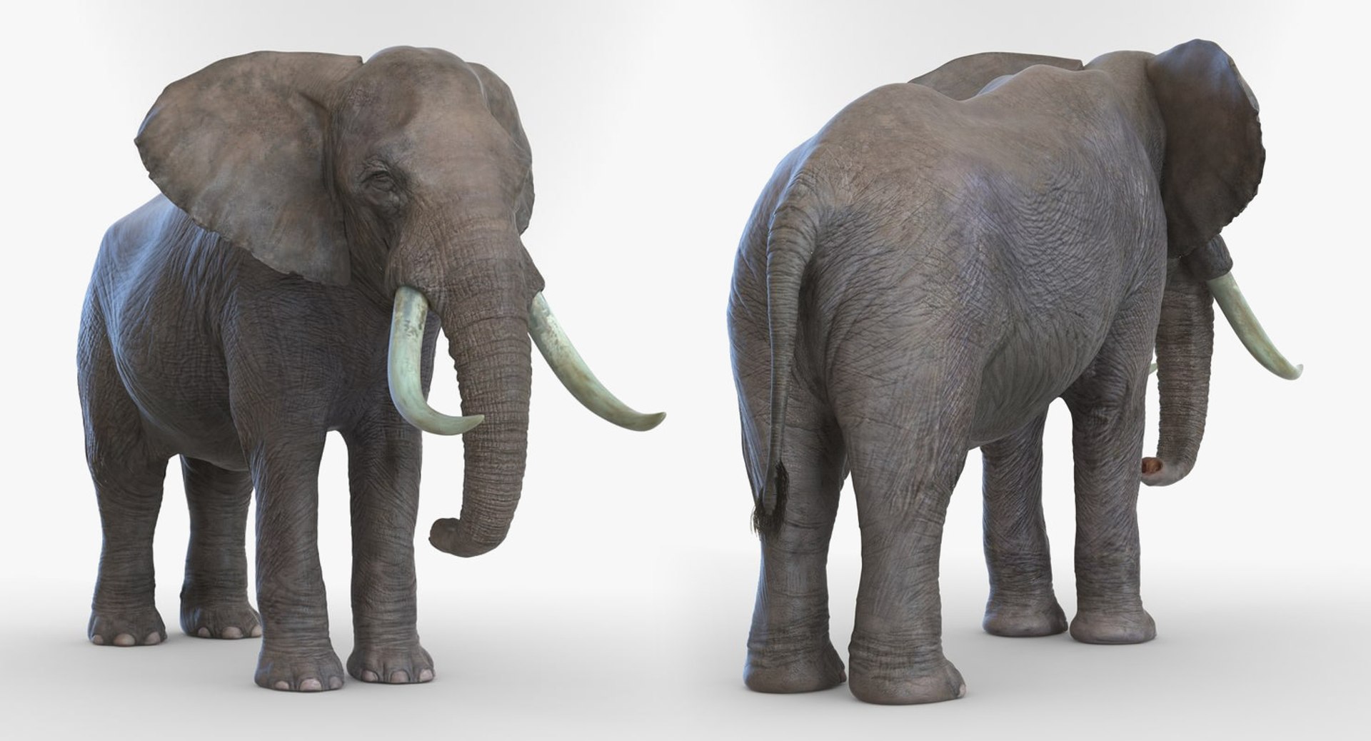 Rigged African Animals Collection 8 for Cinema 4D 3D https://p.turbosquid.com/ts-thumb/nl/WRwt6Q/Q2/riggedafricananimalscollection83dmodel124/jpg/1611596393/1920x1080/fit_q87/6b85c2d217fd090d41da96314ef85e9ac764e6ce/riggedafricananimalscollection83dmodel124.jpg