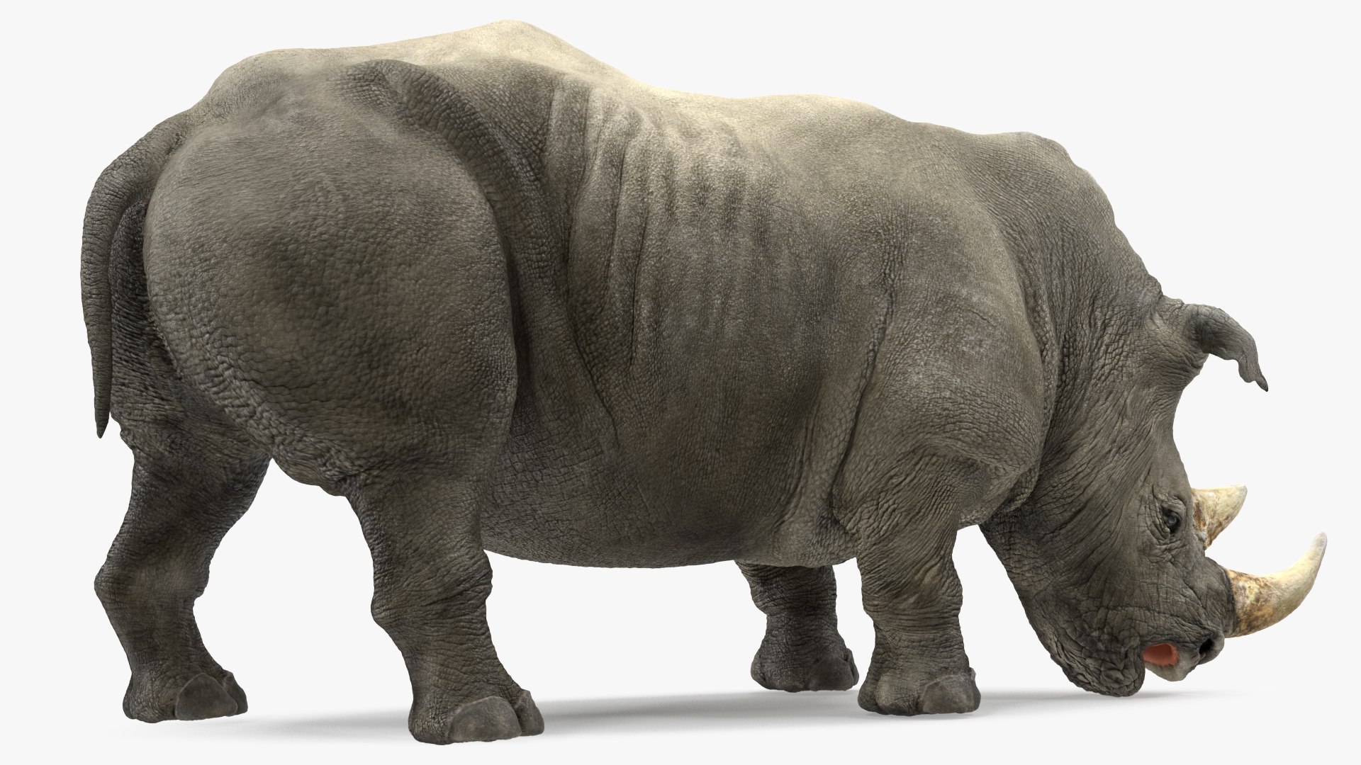 Rigged African Animals Collection 8 for Cinema 4D 3D https://p.turbosquid.com/ts-thumb/nl/WRwt6Q/SJ/riggedafricananimalscollection83dmodel017/jpg/1611596331/1920x1080/fit_q87/ee5cb0f7cafaf3360a1554709b06cf2e4a173785/riggedafricananimalscollection83dmodel017.jpg