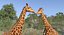 Rigged African Animals Collection 8 для Cinema 4D
