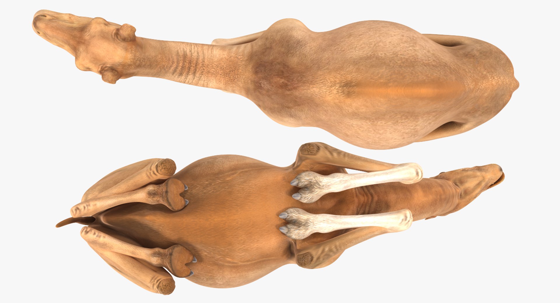 Rigged African Animals Collection 8 for Cinema 4D 3D https://p.turbosquid.com/ts-thumb/nl/WRwt6Q/b5/riggedafricananimalscollection83dmodel123/jpg/1611596392/1920x1080/fit_q87/2183f2fae2883fd0949a84525295f6e95b41a91c/riggedafricananimalscollection83dmodel123.jpg