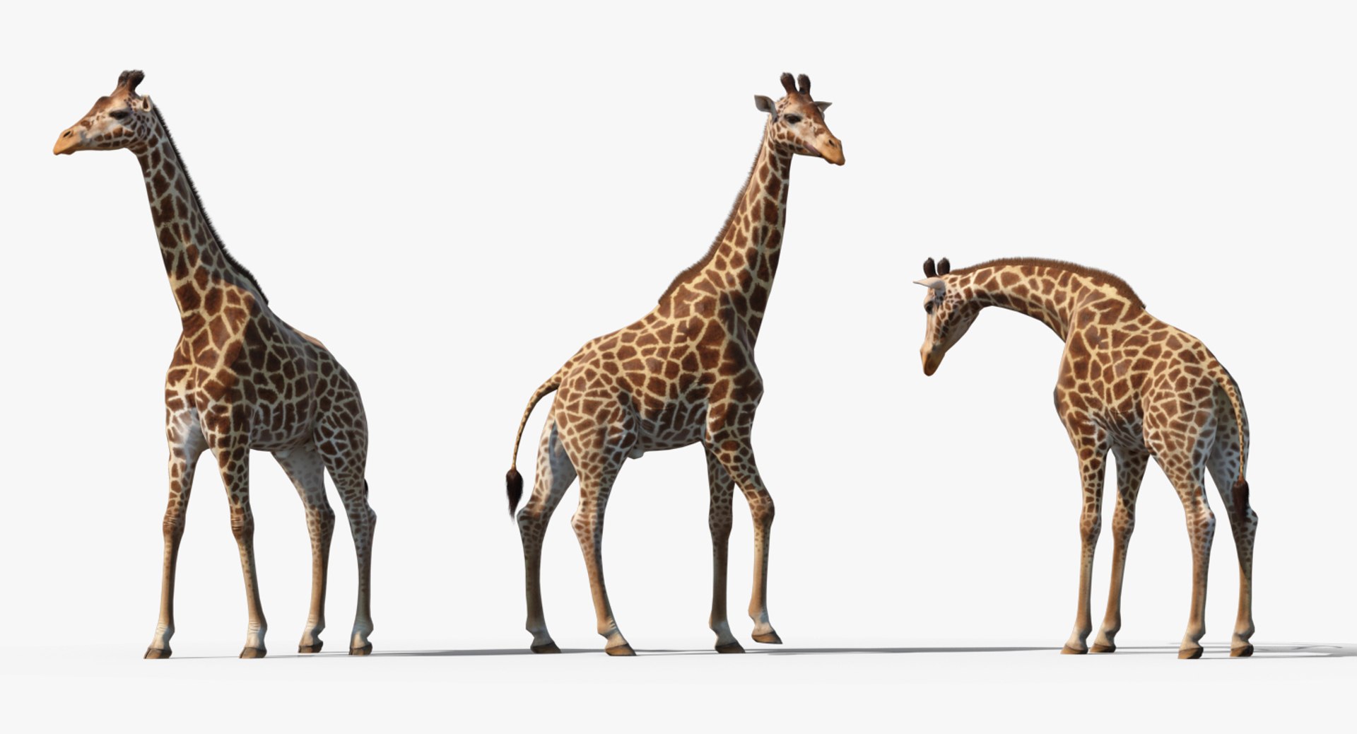 Rigged African Animals Collection 8 for Cinema 4D 3D https://p.turbosquid.com/ts-thumb/nl/WRwt6Q/bq/riggedafricananimalscollection83dmodel068/jpg/1611596379/1920x1080/fit_q87/77df73601ccdde75c984dc958a8d0849d6cfc803/riggedafricananimalscollection83dmodel068.jpg