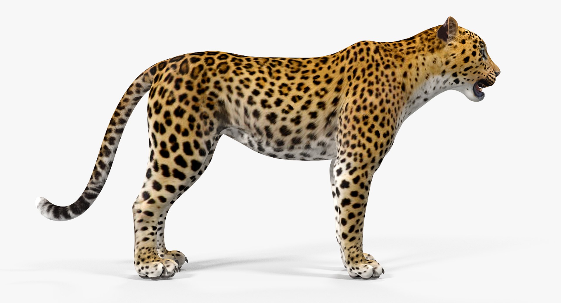 Rigged African Animals Collection 8 for Cinema 4D 3D https://p.turbosquid.com/ts-thumb/nl/WRwt6Q/dl/riggedafricananimalscollection83dmodel089/jpg/1611596384/1920x1080/fit_q87/24c30d662cc9198379e714df53fa50adc67e9d53/riggedafricananimalscollection83dmodel089.jpg