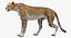 Rigged African Animals Collection 8 для Cinema 4D