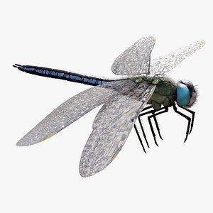 anax imperator model