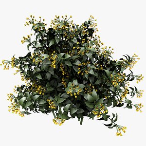 Allamanda Flowers model