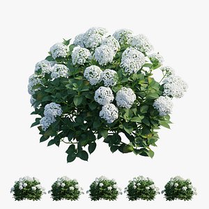 Hydrangea Plant set 27
