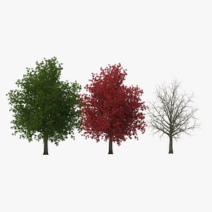 c4d red maple tree modeled
