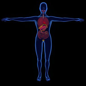 xray human internal obj