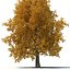 3dsmax yellow poplar old tree