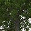 3dsmax yellow poplar old tree