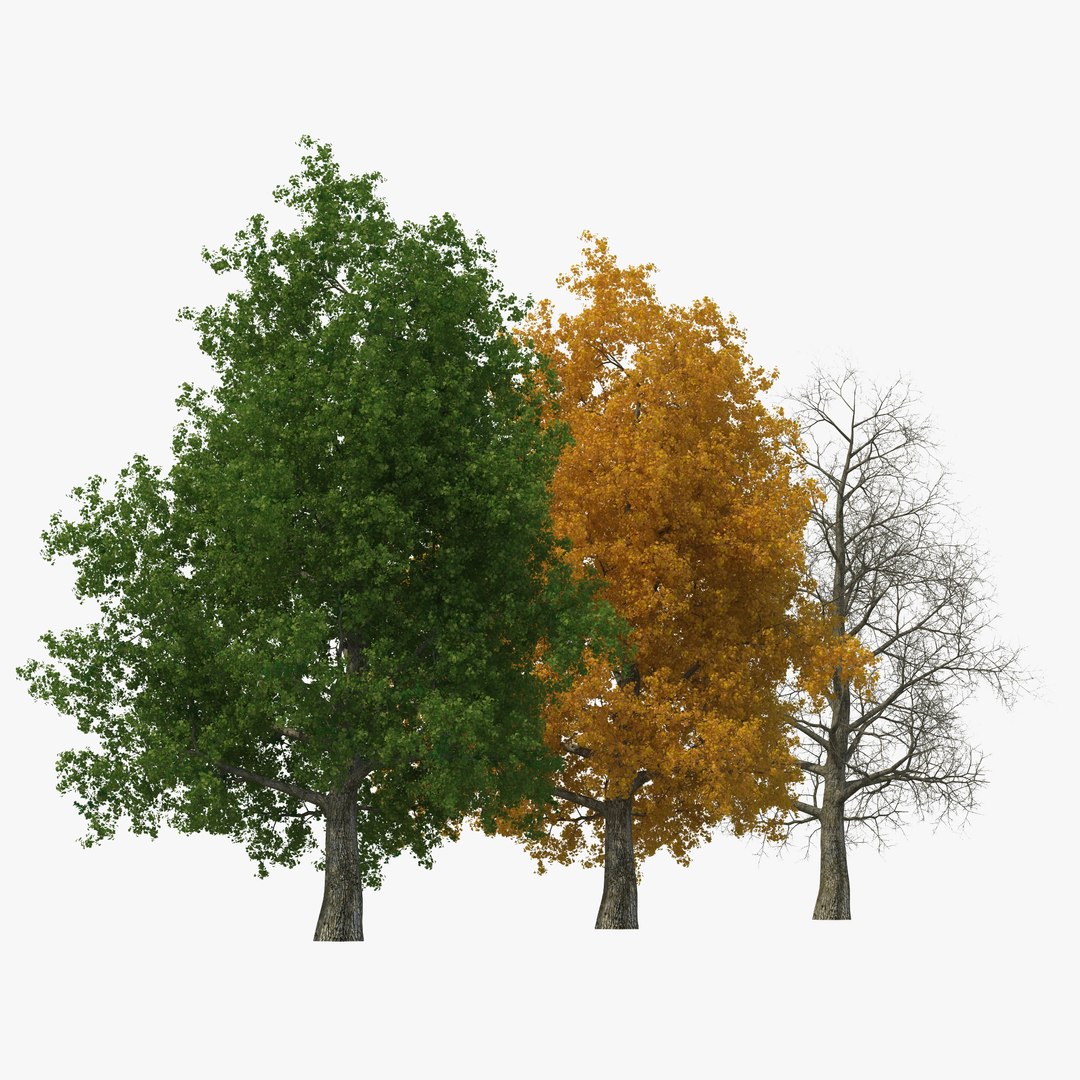 Yellow Poplar Old Tree Set 3D model preview